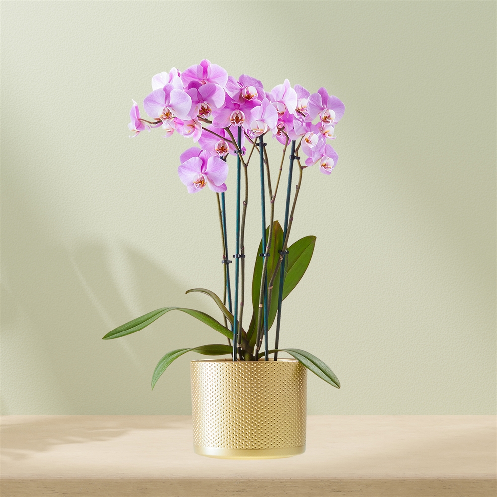 Paarse Orchidee incl. pot Paarse Orchidee incl. pot